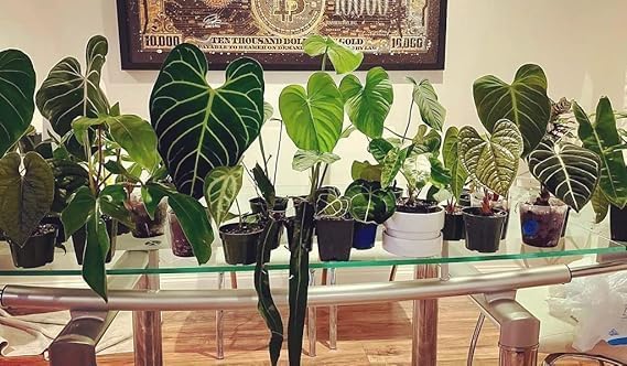 Premium Aroid Potting Mix - Soil Free Blend for Aroids