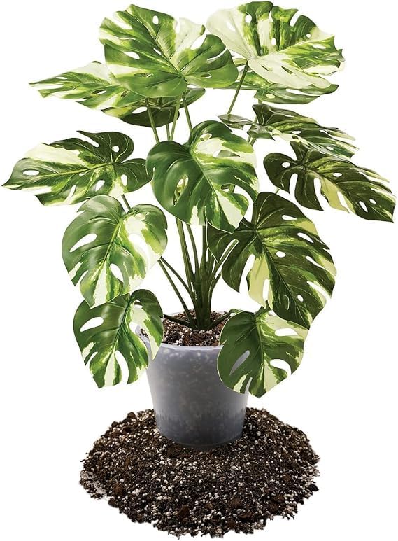 Premium Aroid Potting Mix - Soil Free Blend for Aroids