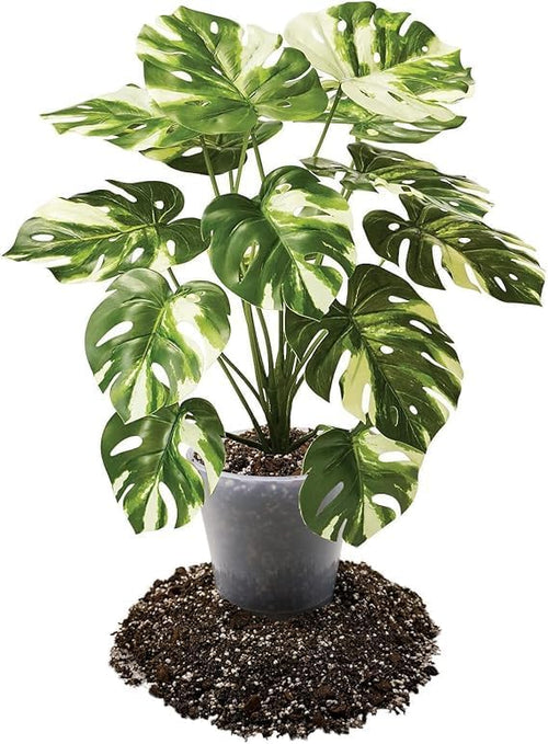 Premium Aroid Potting Mix - Soil Free Blend for Aroids