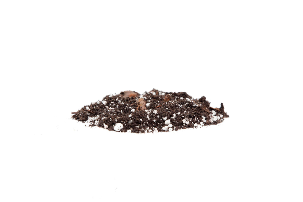 Premium Snake Plant Potting Soil Mix, Green Sansevieria Trifasciata Zeylanica - 2L Bag