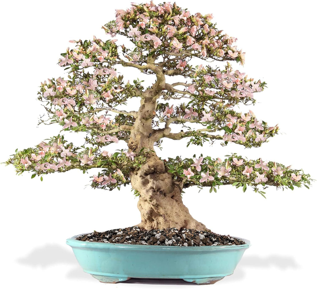 Professional Bonsai Soil Potting Mix - Optimal Balance for Healthy Bonsai Growth and Nutrient Retention - 2 Liters Bag