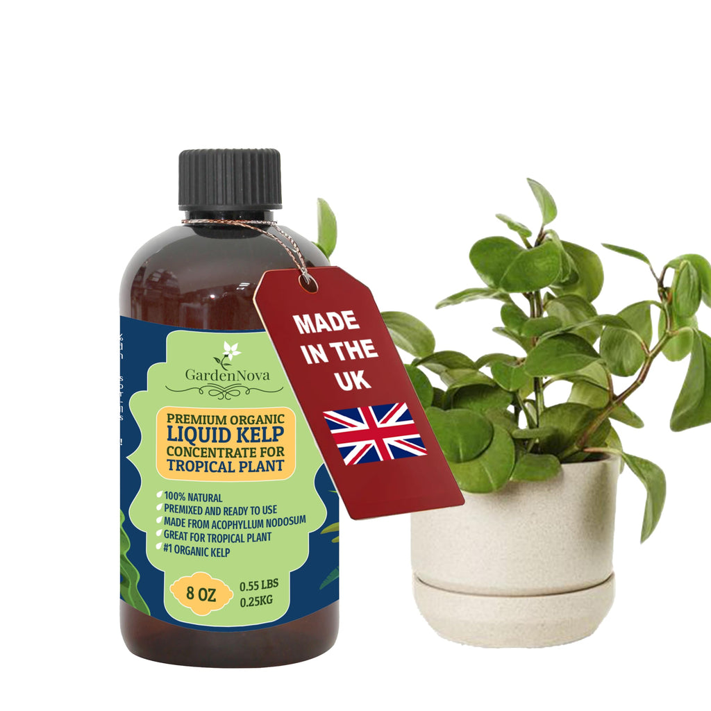GARDENNOVA Premium Organic Seaweed & Kelp Superfood for Tropical Trees Plants - 8 oz - Liquid Kelp Fertilizer Concentrate (Makes 25 Litres)