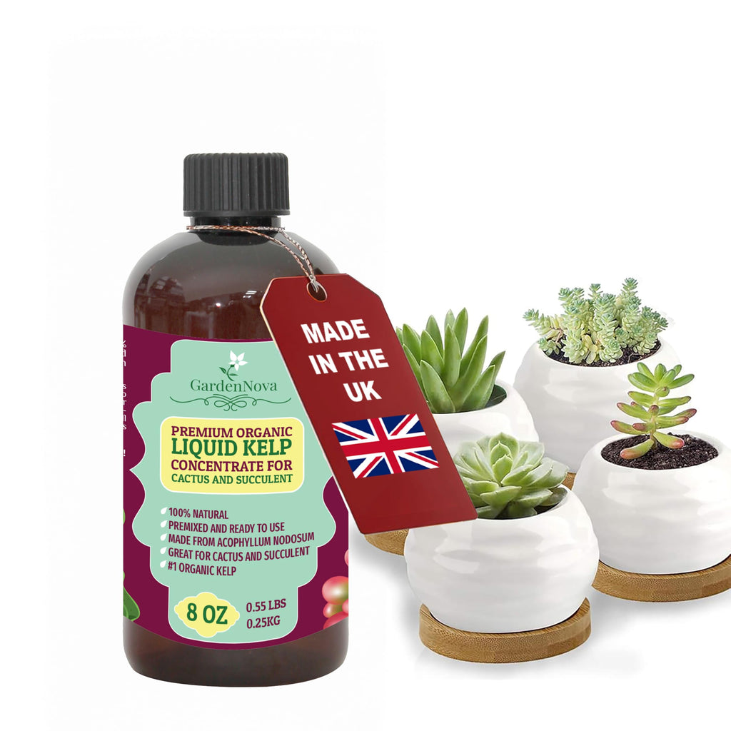 GARDENNOVA Premium Organic Seaweed & Kelp Superfood for Succulents & Cacti Plants - 8 oz - Liquid Kelp Fertilizer Concentrate (Makes 25 Litres)