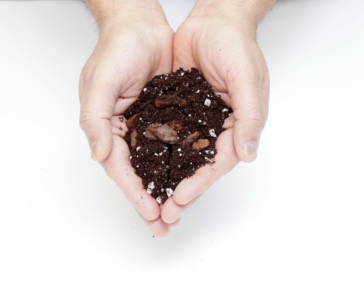 Money Tree Soil Mix for Planting or Repotting Guiana Chestnut, Soil Blended to Properly Grow Money Tree Plants - 10 Liters (2 Bags of 5 Liters)