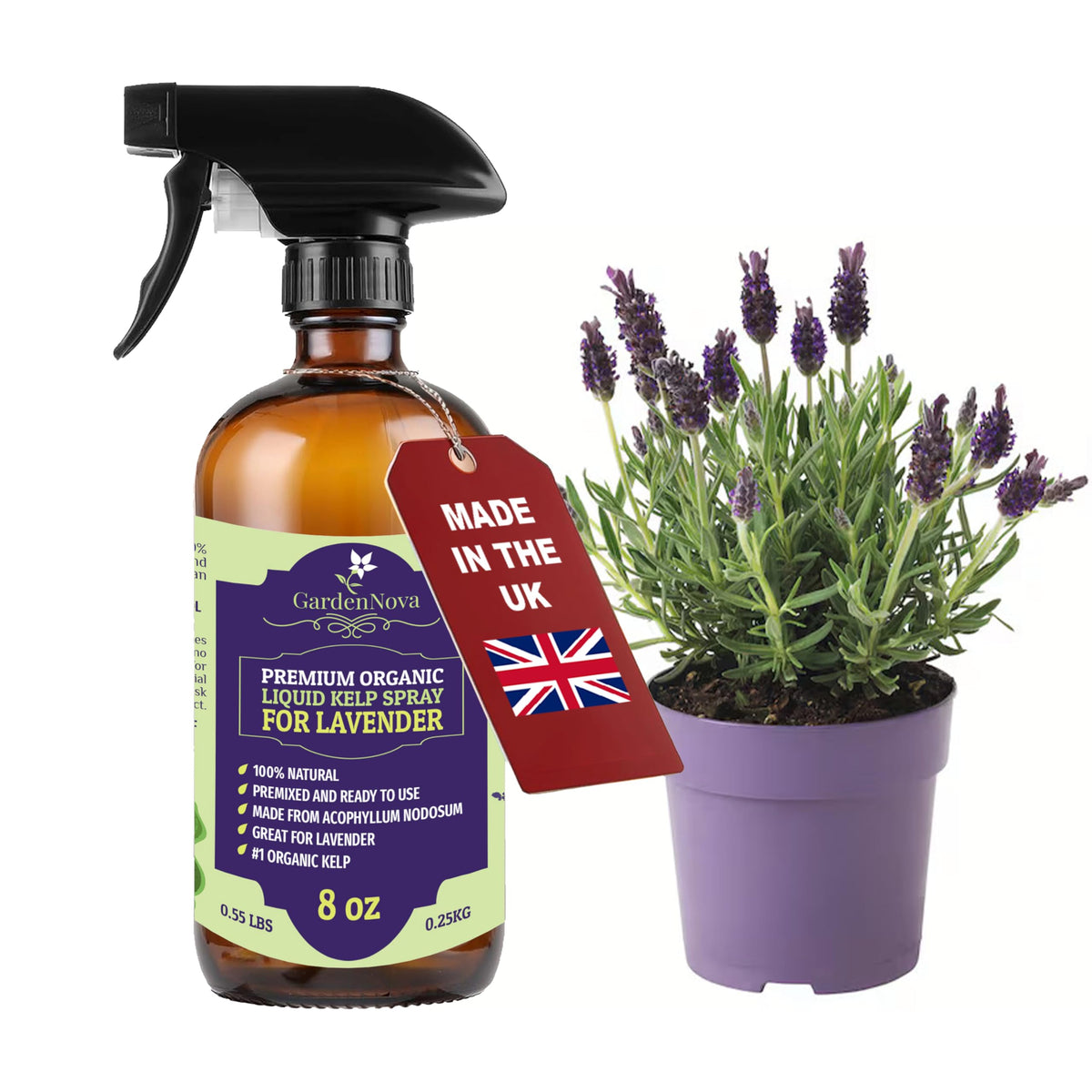 GARDENNOVA Professional Organic Liquid Kelp Spray for Lavender Plants - 8 oz - Ready-to-Use Fully Organic Seaweed & Kelp Fertilizer Mist