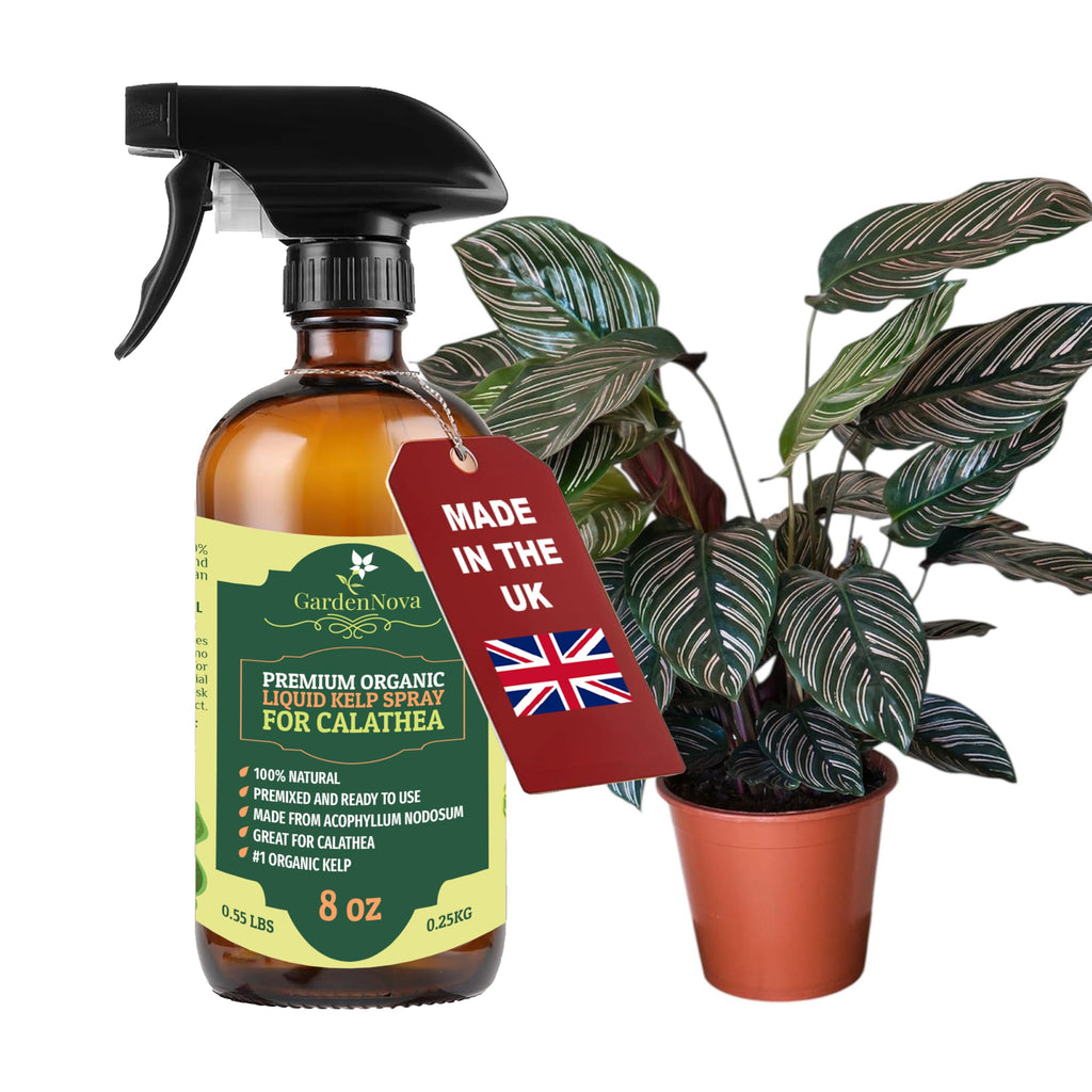 GARDENNOVA Professional Organic Liquid Kelp Spray for CALATHEA Plants - 8 oz - Ready-to-Use Fully Organic Seaweed & Kelp Fertilizer Mist