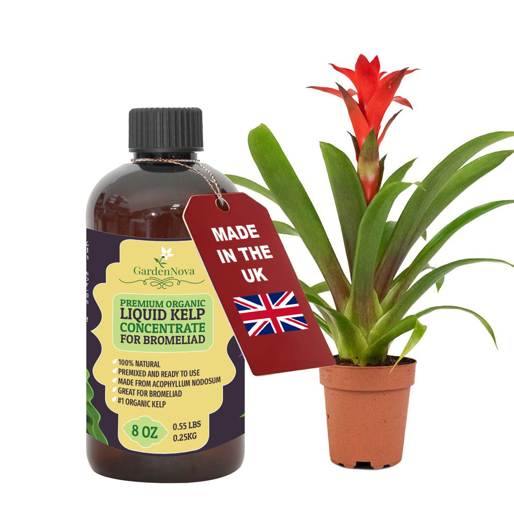 GARDENNOVA Premium Organic Seaweed & Kelp Superfood for Bromeliad - 8 oz - Liquid Kelp Fertilizer Concentrate (Makes 25 Litres)