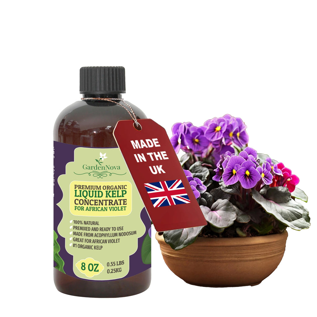 GARDENNOVA Premium Organic Seaweed & Kelp Superfood for African Violets - 8 oz - Liquid Kelp Fertilizer Concentrate (Makes 25 Litres)