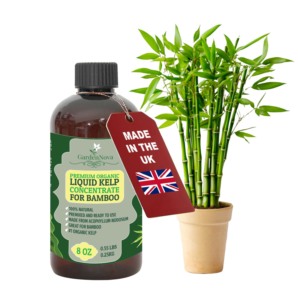 GARDENNOVA Premium Organic Seaweed & Kelp Superfood for Bamboo Plants - 8 oz - Liquid Kelp Fertilizer Concentrate (Makes 25 Litres)