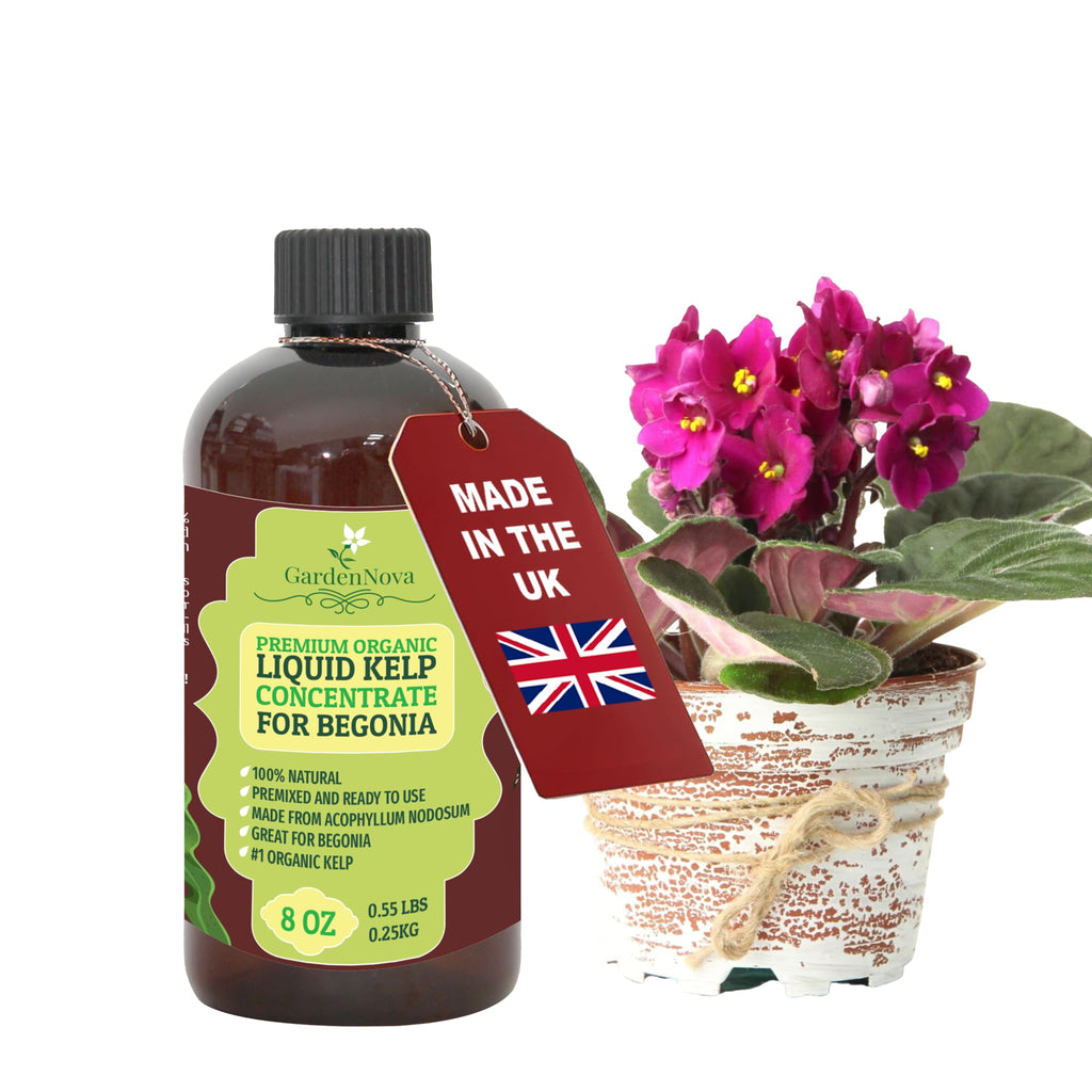 GARDENNOVA Premium Organic Seaweed & Kelp Superfood for Begonia Plants - 8 oz - Liquid Kelp Fertilizer Concentrate (Makes 25 Litres)
