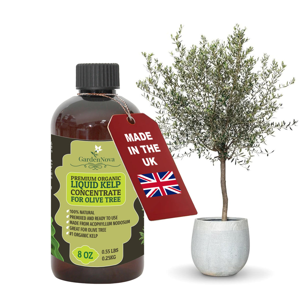 GARDENNOVA Premium Organic Seaweed & Kelp Superfood for Olive Tree Plants - 8 oz - Liquid Kelp Fertilizer Concentrate (Makes 25 Litres)