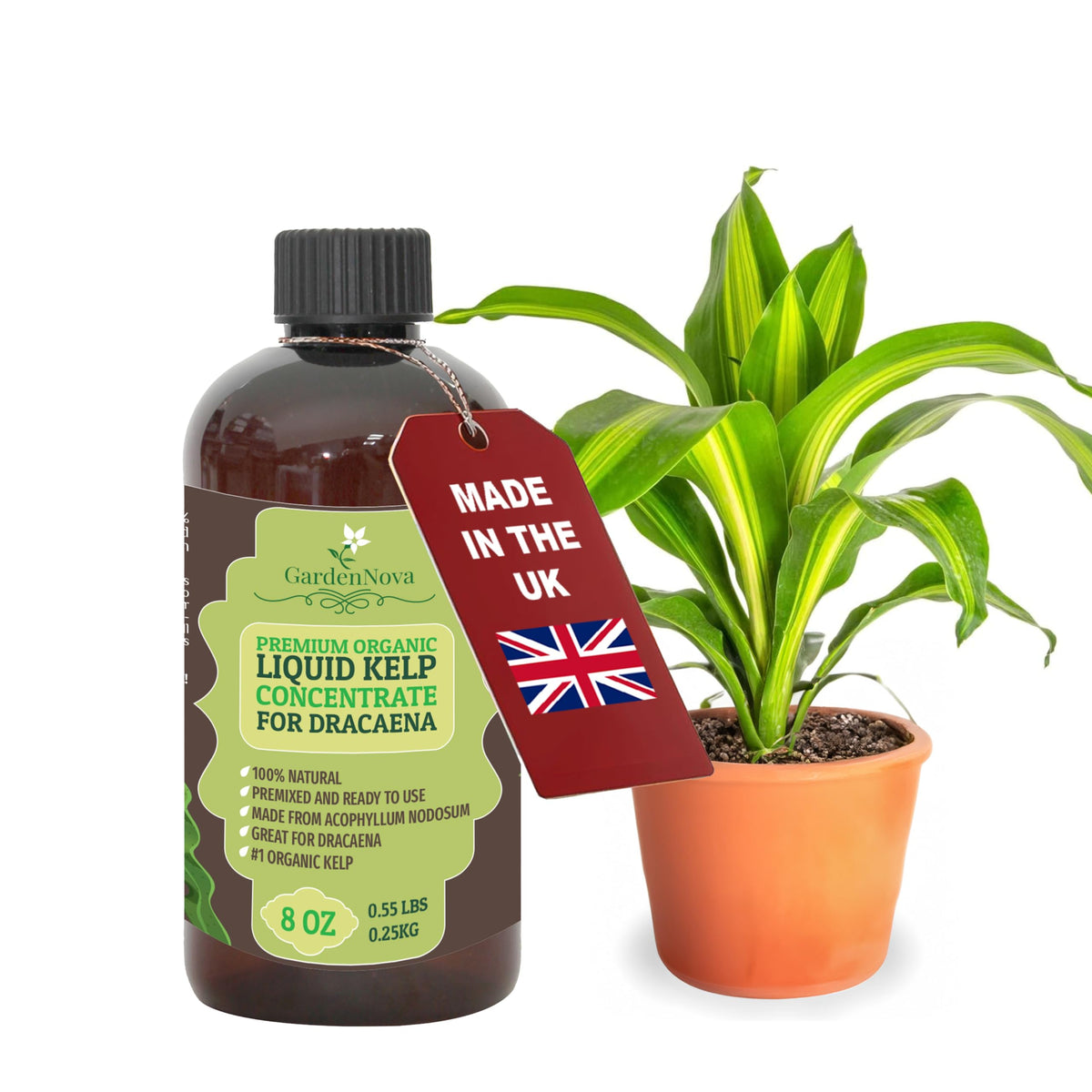 GARDENNOVA Premium Organic Seaweed & Kelp Superfood for Dracaena Plants - 8 oz - Liquid Kelp Fertilizer Concentrate (Makes 25 Litres)