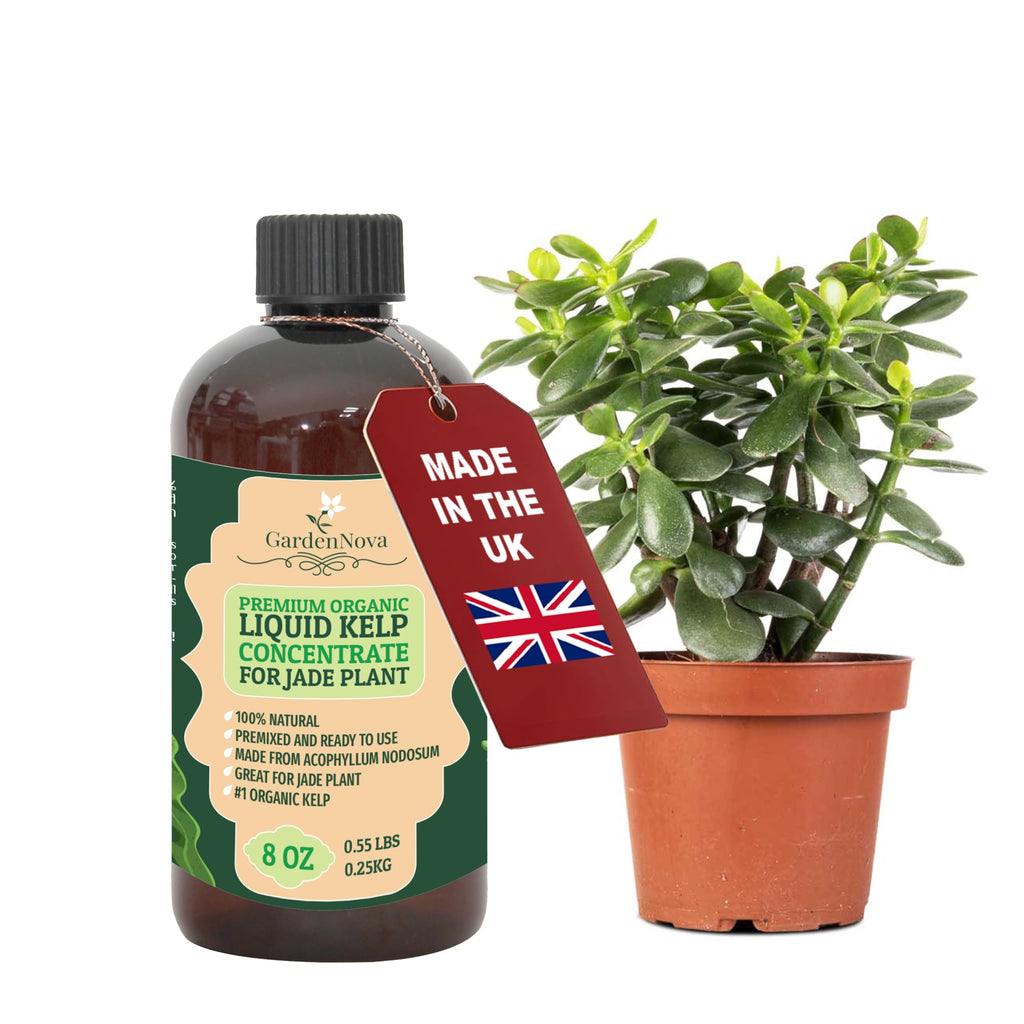 GARDENNOVA Premium Organic Seaweed & Kelp Superfood for Jade Plants - 8 oz - Liquid Kelp Fertilizer Concentrate (Makes 25 Litres)