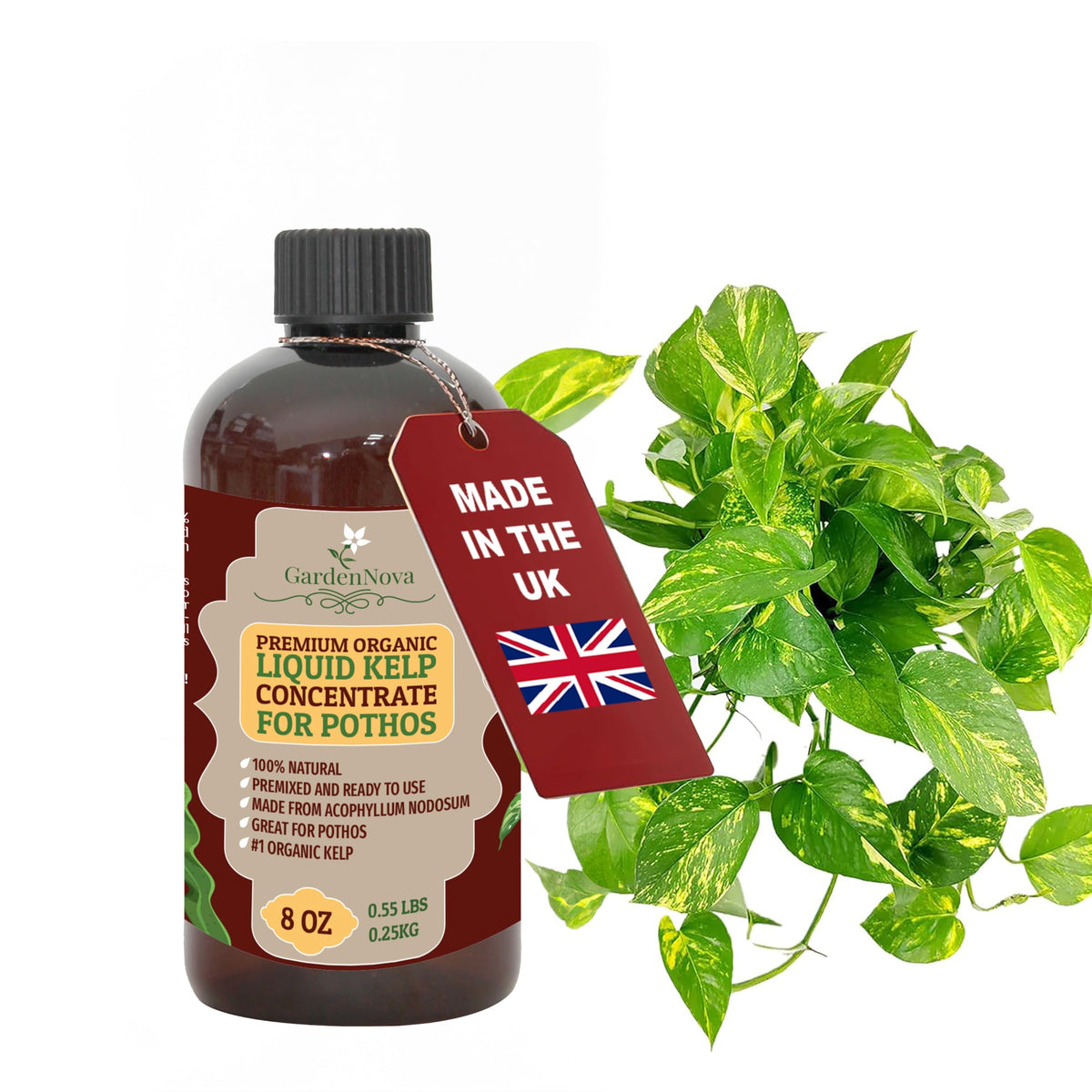 GARDENNOVA Premium Organic Seaweed & Kelp Superfood for POTHOS Plants - 8 oz - Liquid Kelp Fertilizer Concentrate (Makes 25 Litres)