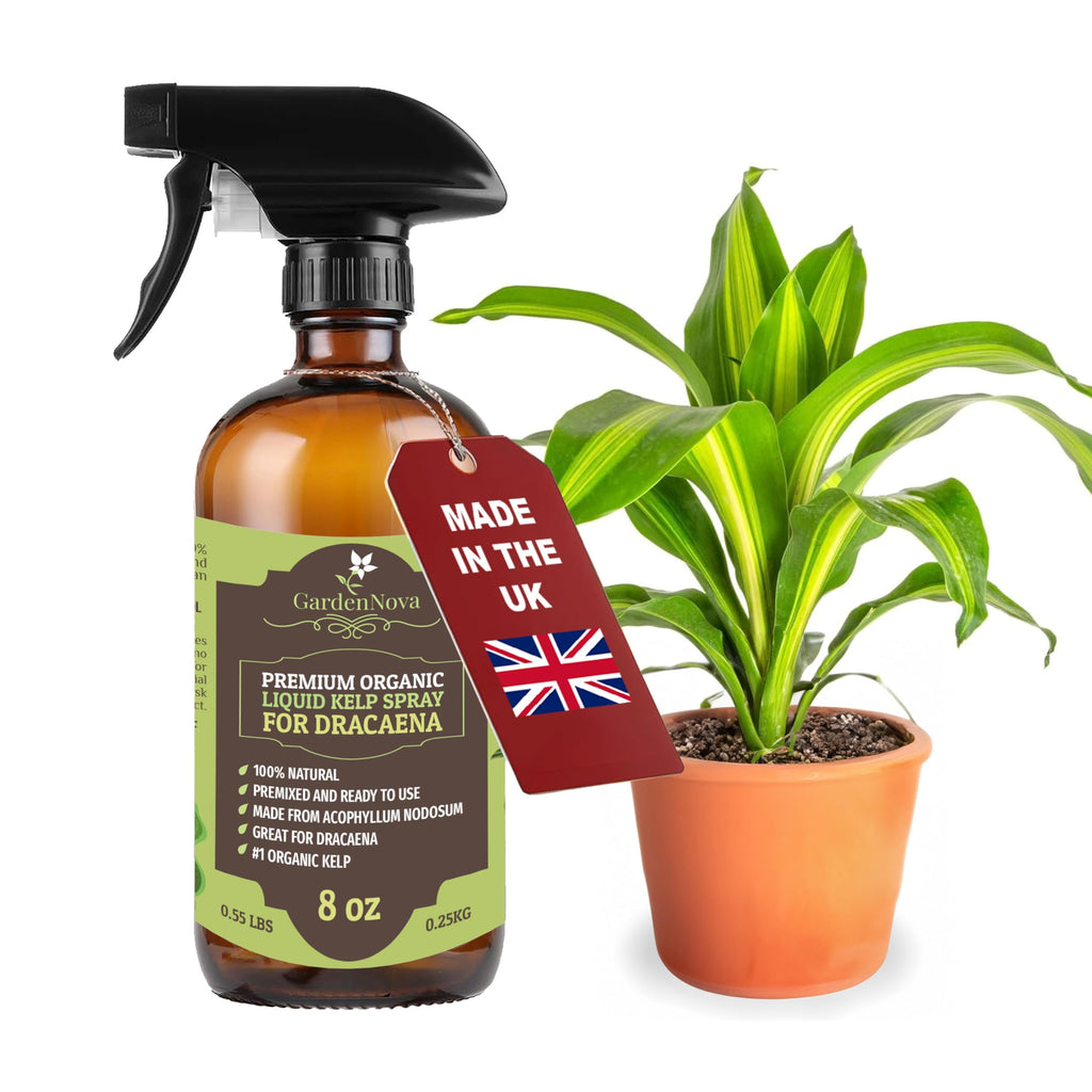 GARDENNOVA Professional Organic Liquid Kelp Spray for Dracaena Plants - 8 oz - Ready-to-Use Fully Organic Seaweed & Kelp Fertilizer Mist