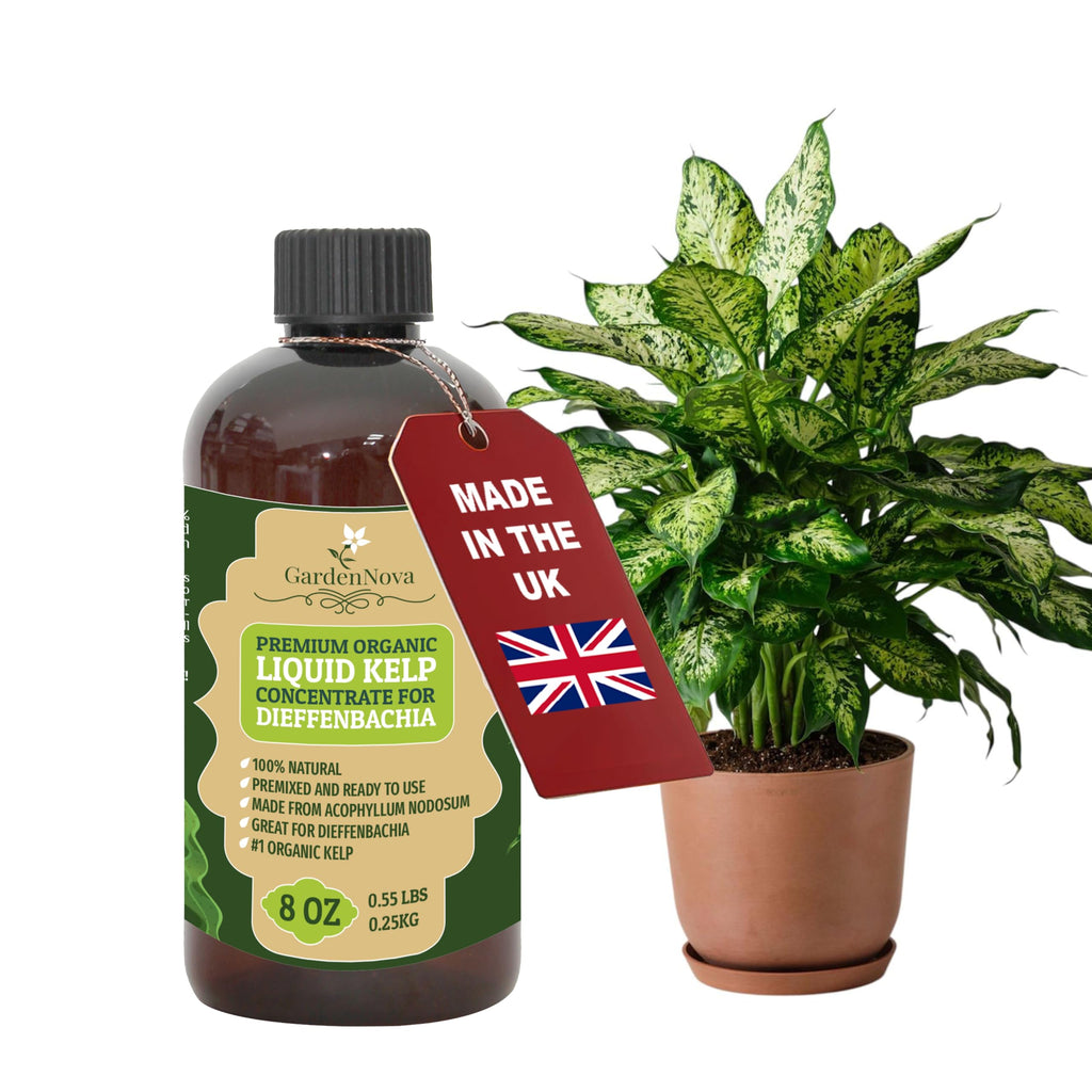 GARDENNOVA Premium Organic Seaweed & Kelp Superfood for Dieffenbachia - 8 oz - Liquid Kelp Fertilizer Concentrate (Makes 25 Litres)