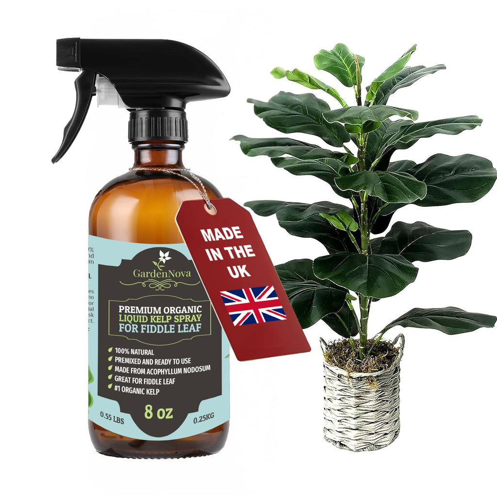 GARDENNOVA Professional Organic Liquid Kelp Spray for Fiddle Leaf FIG Plants - 8 oz - Ready-to-Use Fully Organic Seaweed & Kelp Fertilizer Mist