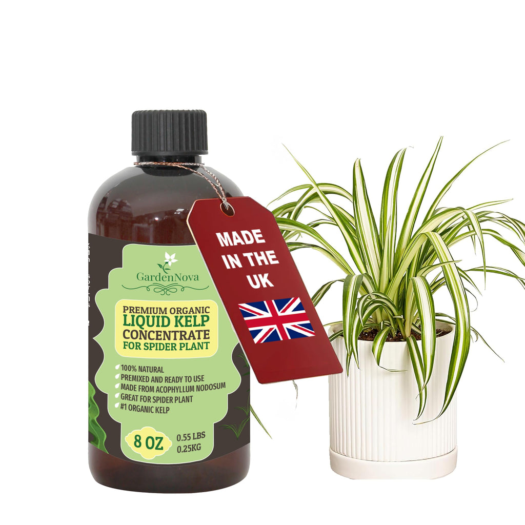 GARDENNOVA Premium Organic Seaweed & Kelp Superfood for Spider Plant Plants - 8 oz - Liquid Kelp Fertilizer Concentrate (Makes 25 Litres)