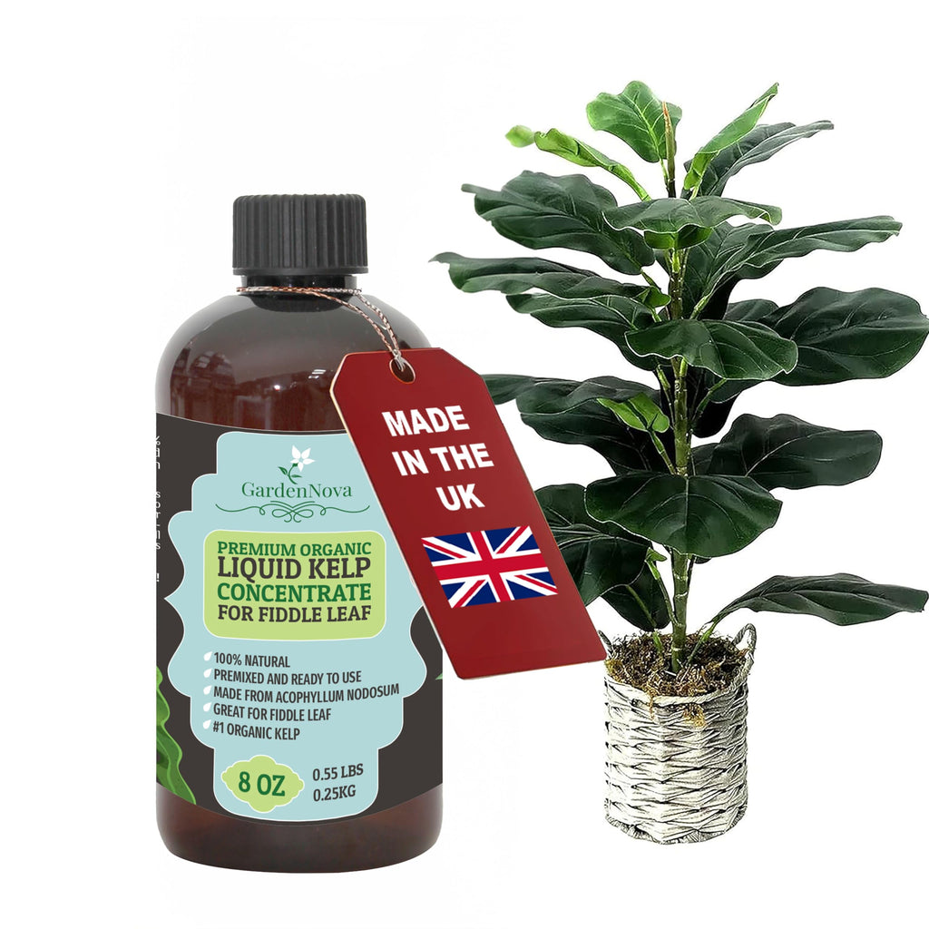 GARDENNOVA Premium Organic Seaweed & Kelp Superfood for Fiddle Leaf FIG Plants - 8 oz - Liquid Kelp Fertilizer Concentrate (Makes 25 Litres)