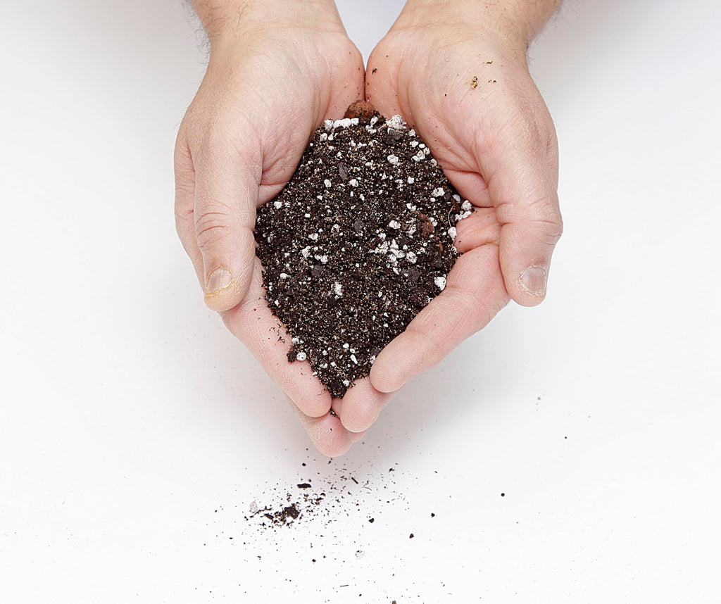GardenNova Premium Anthurium Soil Mix - Perfect Blend for Thriving Anthurium Plants - 3 Liters