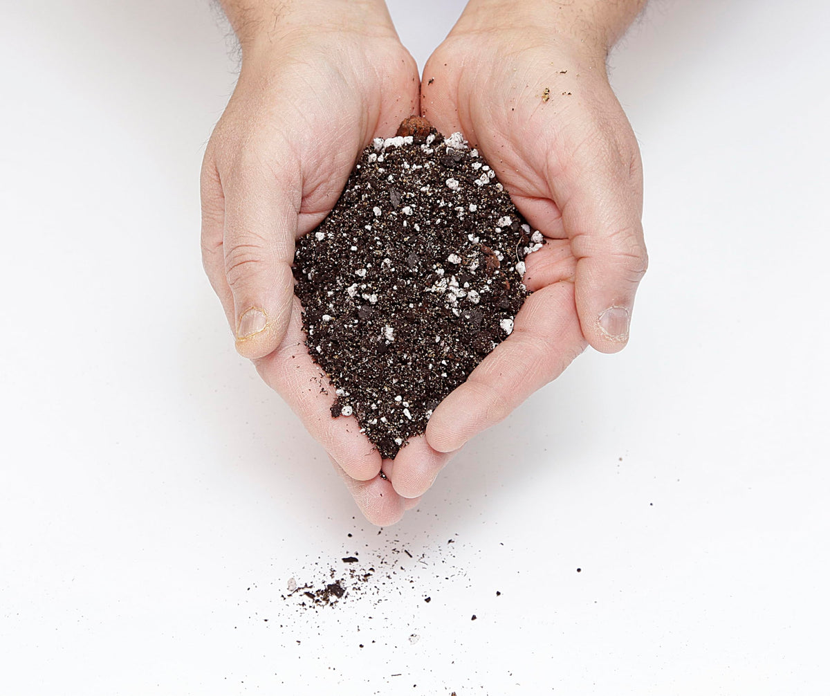 GardenNova Premium Anthurium Soil Mix - Perfect Blend for Thriving Anthurium Plants - 3 Liters