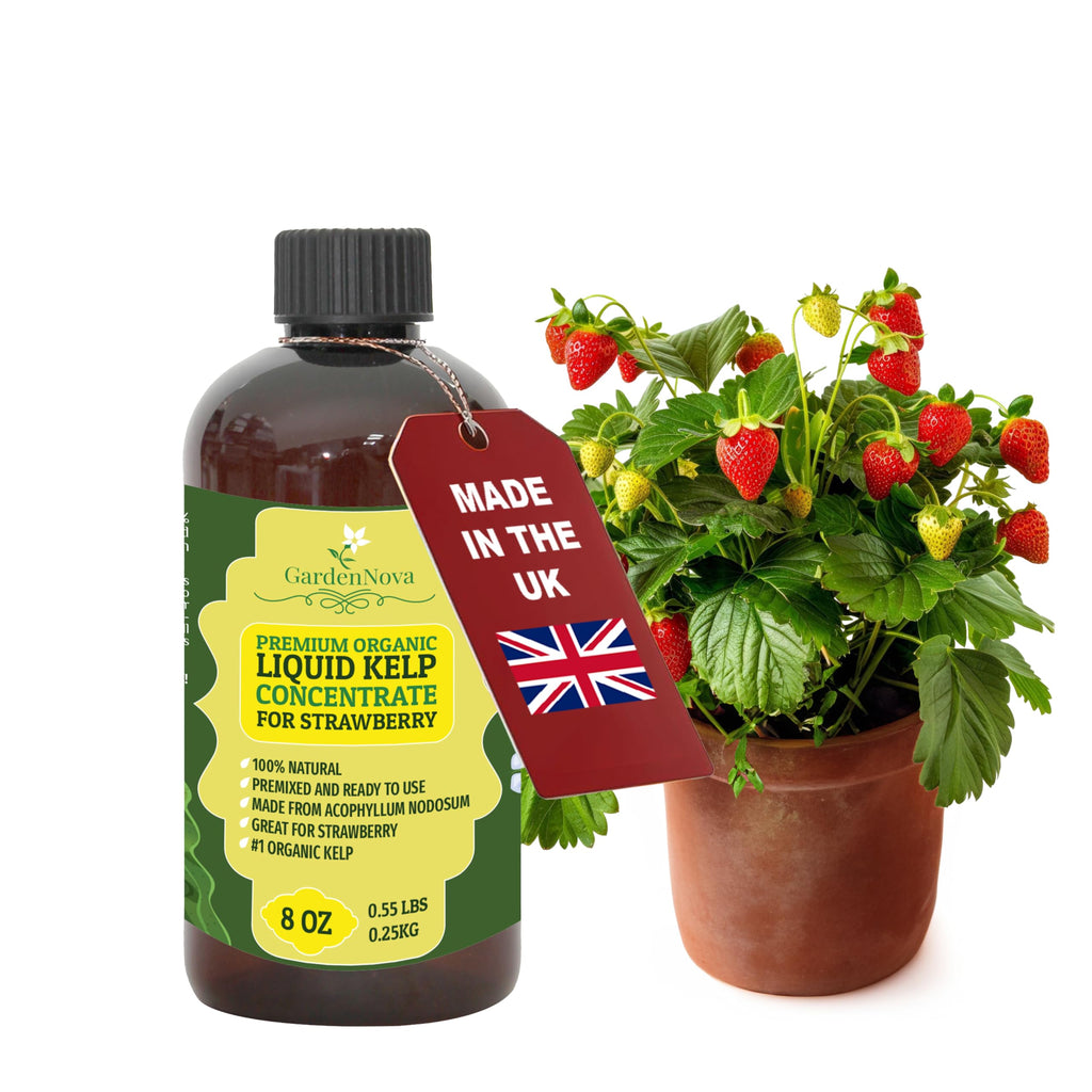 GARDENNOVA Premium Organic Seaweed & Kelp Superfood for Strawberry - 8 oz - Liquid Kelp Fertilizer (Makes 25 Litres)