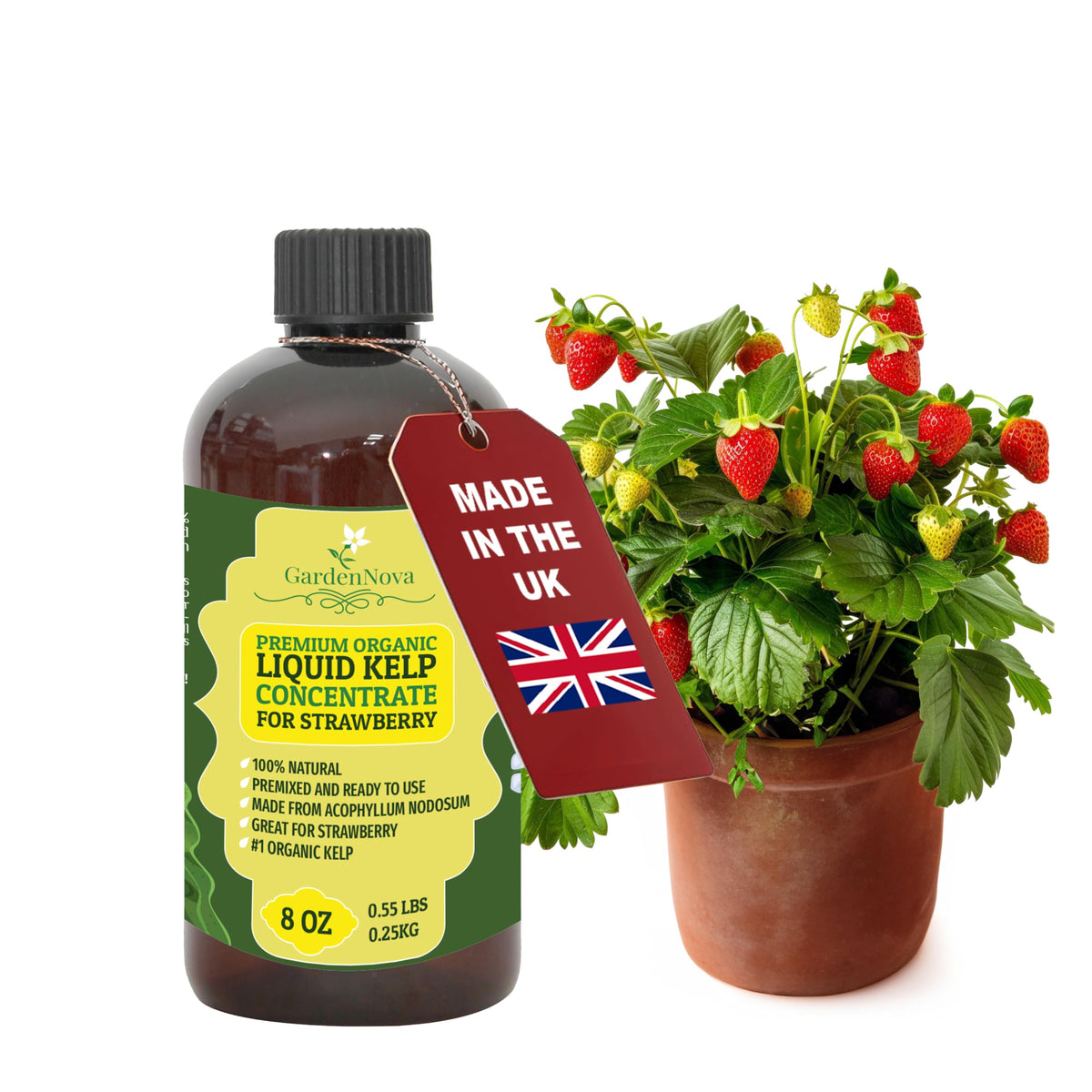 GARDENNOVA Premium Organic Seaweed & Kelp Superfood for Strawberry - 8 oz - Liquid Kelp Fertilizer (Makes 25 Litres)