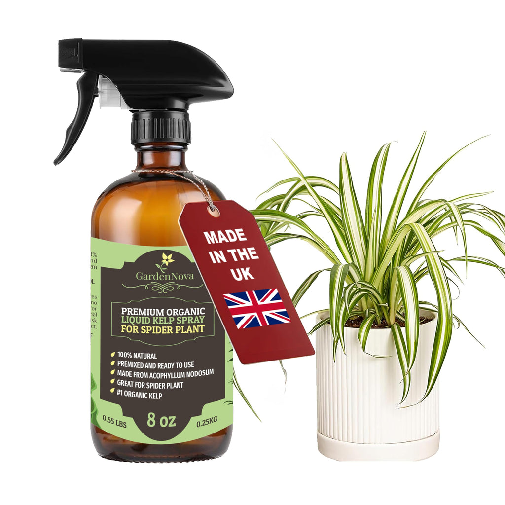 GARDENNOVA Professional Organic Liquid Kelp Spray for Spider Plant Plants - 8 oz - Ready-to-Use Fully Organic Seaweed & Kelp Fertilizer Mist
