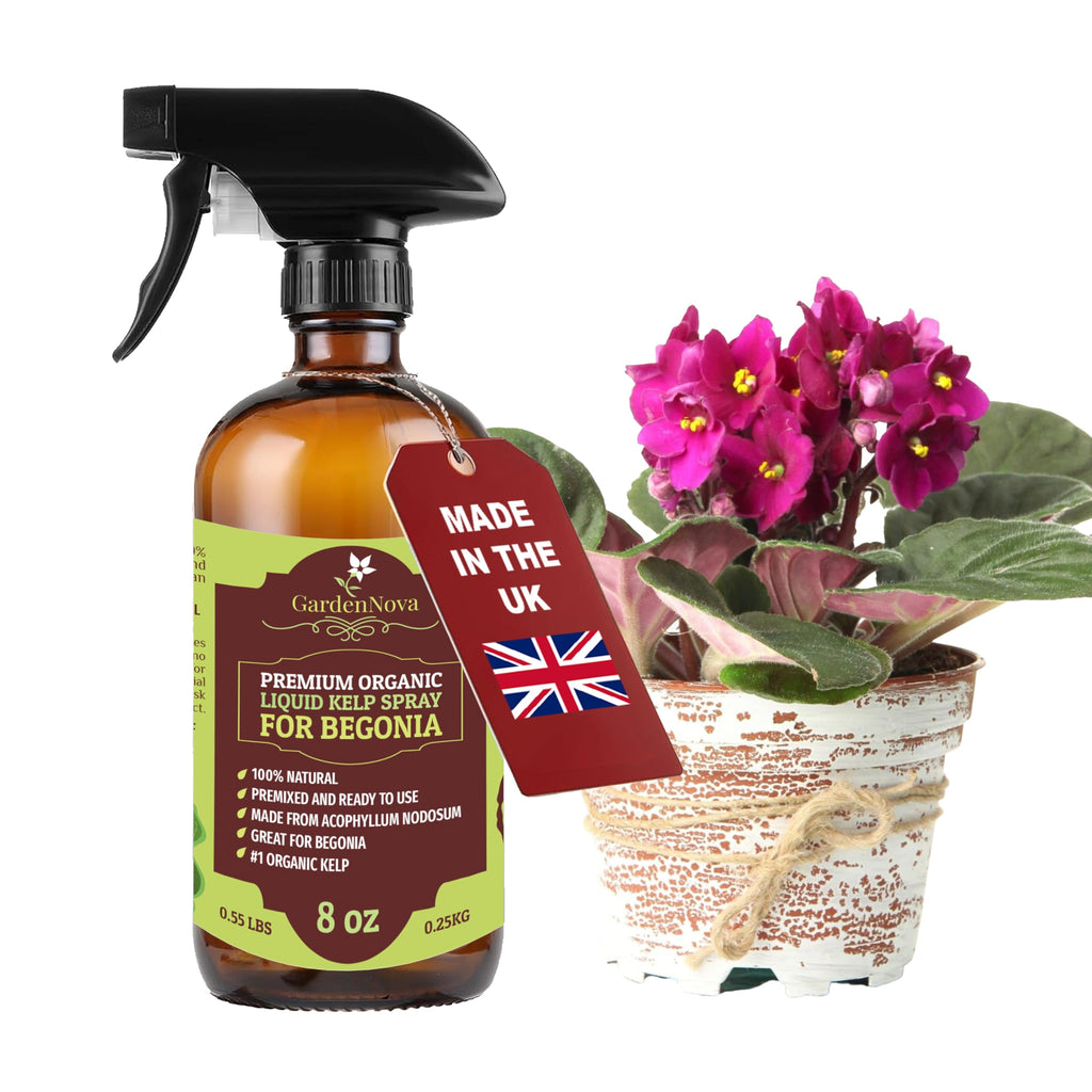 GARDENNOVA Professional Organic Liquid Kelp Spray for Begonia Plants - 8 oz - Ready-to-Use Fully Organic Seaweed & Kelp Fertilizer Mist