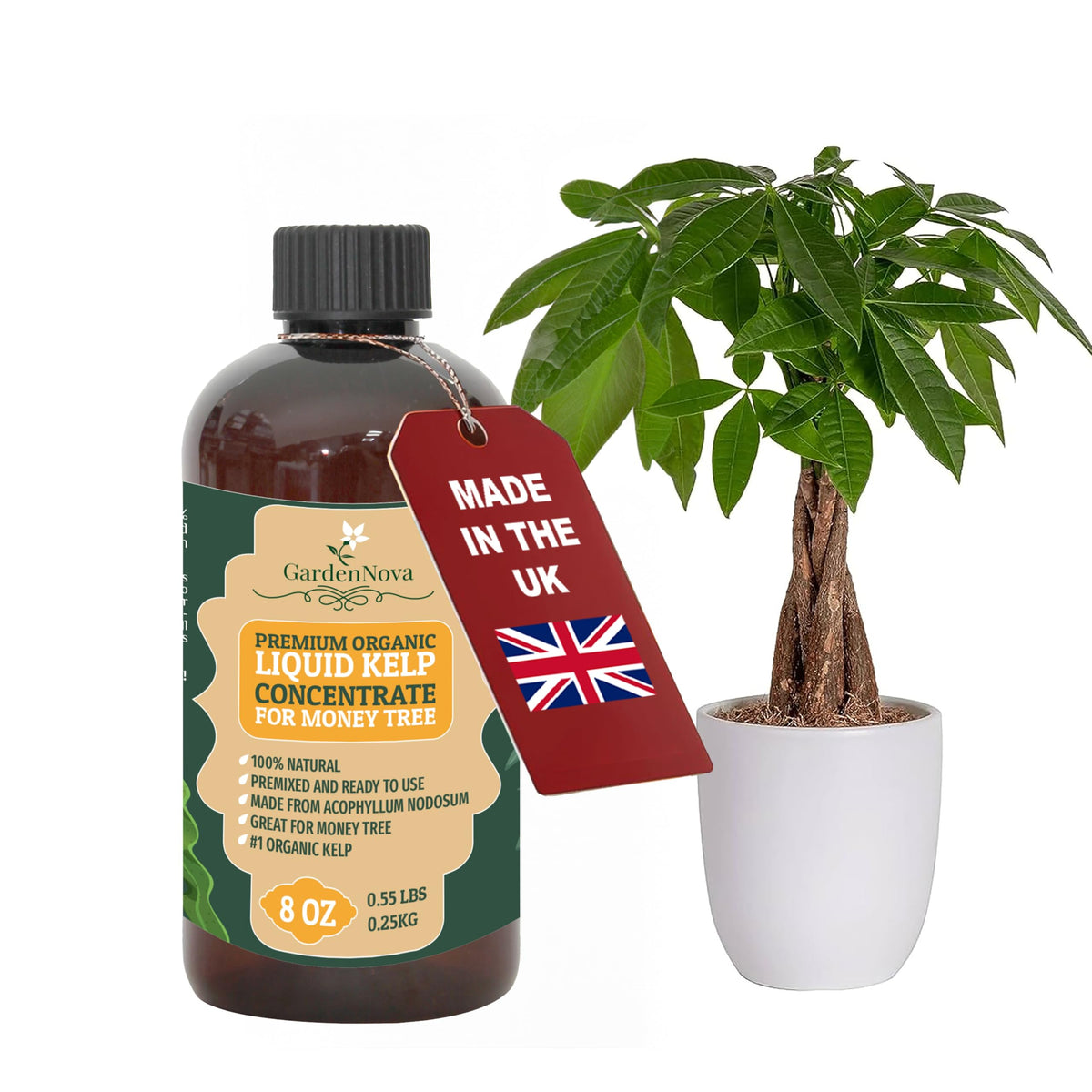 GARDENNOVA Premium Organic Seaweed & Kelp Superfood for Money Tree Plants - 8 oz - Liquid Kelp Fertilizer Concentrate (Makes 25 Litres)